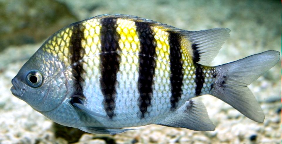 Abudefduf saxatilis_002